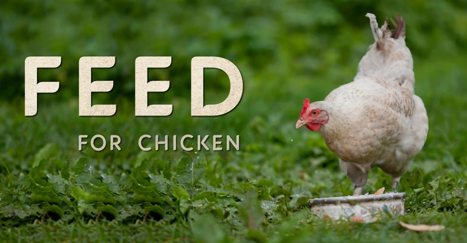 Chicken Feed